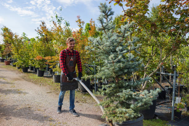 Best Emergency Tree Removal  in Beach Park, IL